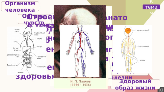 Организм человека К темам Строение тела Анатомия Органы чувств Легкие – орган дыхания Физиология Работа органов Надёжная защита организма Наука о сохранении и укреплении здоровья Наше питани Гигиена Дыхание и кровообращение Умей предупреждать болезни Здоровый образ жизни 
