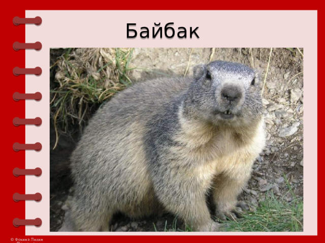 Байбак 