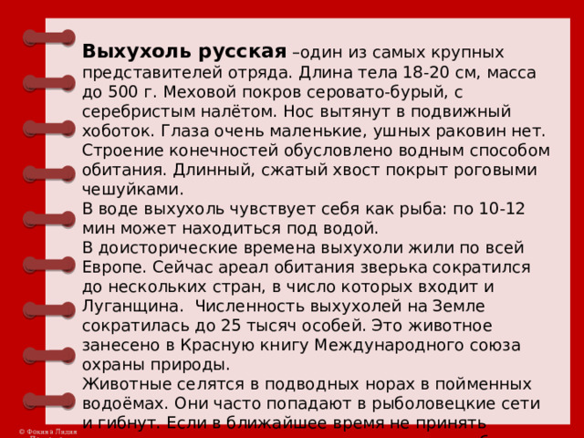 Выхухоль русская –один из самых крупных представителей отряда. Длина тела 18-20 см, масса до 500 г. Меховой покров серовато-бурый, с серебристым налётом. Нос вытянут в подвижный хоботок. Глаза очень маленькие, ушных раковин нет. Строение конечностей обусловлено водным способом обитания. Длинный, сжатый хвост покрыт роговыми чешуйками. В воде выхухоль чувствует себя как рыба: по 10-12 мин может находиться под водой. В доисторические времена выхухоли жили по всей Европе. Сейчас ареал обитания зверька сократился до нескольких стран, в число которых входит и Луганщина. Численность выхухолей на Земле сократилась до 25 тысяч особей. Это животное занесено в Красную книгу Международного союза охраны природы. Животные селятся в подводных норах в пойменных водоёмах. Они часто попадают в рыболовецкие сети и гибнут. Если в ближайшее время не принять кардинальных мер, это животное может погибнуть. 