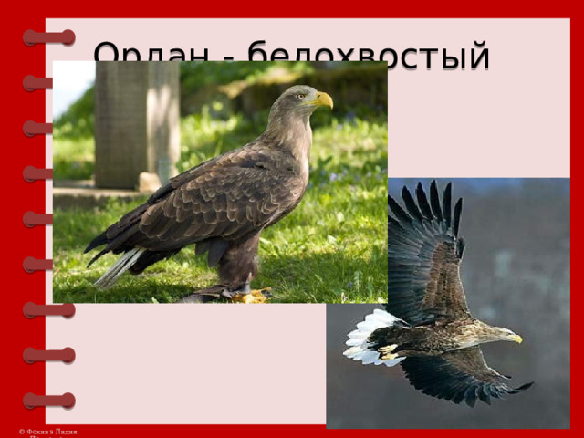 Орлан - белохвостый 