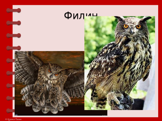 Филин 