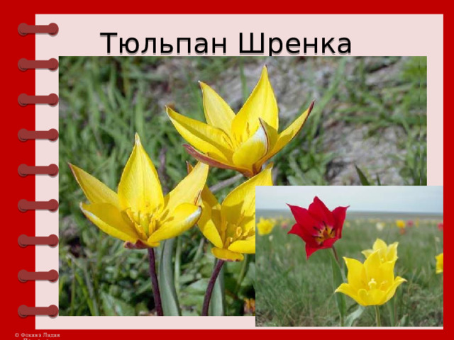 Тюльпан Шренка 