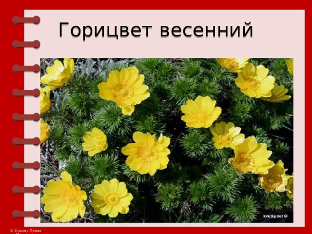 Горицвет весенний 