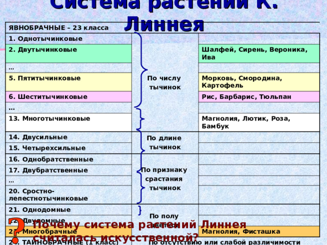Система растений К. Линнея ЯВНОБРАЧНЫЕ – 23 класса 1. Однотычинковые По числу тычинок 2. Двутычинковые … 5. Пятитычинковые Шалфей, Сирень, Вероника, Ива 6. Шеститычинковые Морковь, Смородина, Картофель … 13. Многотычинковые Рис, Барбарис, Тюльпан 14. Двусильные Магнолия, Лютик, Роза, Бамбук 15. Четырехсильные По длине тычинок 16. Однобратственные По признаку срастания тычинок 17. Двубратственные … 20. Сростно-лепестнотычинковые 21. Однодомные По полу цветков 22. Двудомные 23. Многобрачные 24. ТАЙНОБРАЧНЫЕ (1 класс) Магнолия, Фисташка  По отсутствию или слабой различимости цветков Почему система растений Линнея считалась искусственной? 