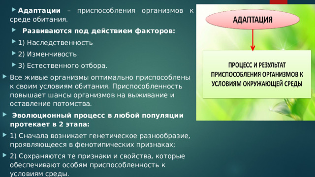 Адаптации – приспособления организмов к среде обитания.  Развиваются под действием факторов: 1) Наследственность 2) Изменчивость 3) Естественного отбора. Все живые организмы оптимально приспособлены к своим условиям обитания. Приспособленность повышает шансы организмов на выживание и оставление потомства.  Эволюционный процесс в любой популяции протекает в 2 этапа: 1) Сначала возникает генетическое разнообразие, проявляющееся в фенотипических признаках; 2) Сохраняются те признаки и свойства, которые обеспечивают особям приспособленность к условиям среды. 