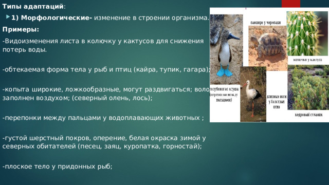 Типы адаптаций : 1) Морфологические- изменение в строении организма. Примеры: -Видоизменения листа в колючку у кактусов для снижения потерь воды.  -обтекаемая форма тела у рыб и птиц (кайра, тупик, гагара);  -копыта широкие, ложкообразные, могут раздвигаться; волос заполнен воздухом; (северный олень, лось);  -перепонки между пальцами у водоплавающих животных ;  -густой шерстный покров, оперение, белая окраска зимой у северных обитателей (песец, заяц, куропатка, горностай);  -плоское тело у придонных рыб;  