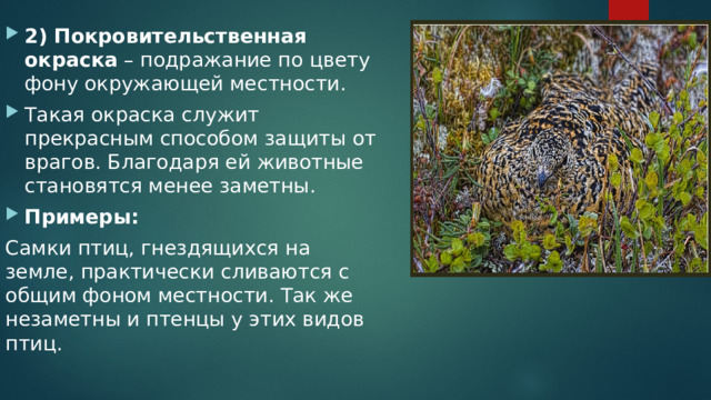 2) Покровительственная окраска – подражание по цвету фону окружающей местности. Такая окраска служит прекрасным способом защиты от врагов. Благодаря ей животные становятся менее заметны. Примеры: Самки птиц, гнездящихся на земле, практически сливаются с общим фоном местности. Так же незаметны и птенцы у этих видов птиц. 