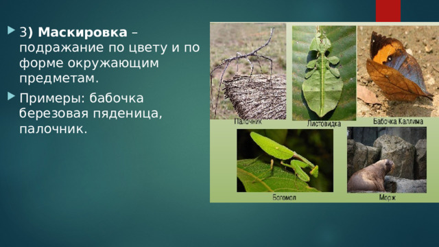3 ) Маскировка – подражание по цвету и по форме окружающим предметам. Примеры: бабочка березовая пяденица, палочник. 