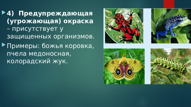 4) Предупреждающая (угрожающая) окраска – присутствует у защищенных организмов. Примеры: божья коровка, пчела медоносная, колорадский жук. 