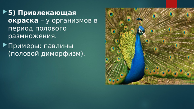 5) Привлекающая окраска – у организмов в период полового размножения. Примеры: павлины (половой диморфизм). 