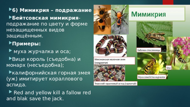 6) Мимикрия – подражание Бейтсовская мимикрия - подражание по цвету и форме незащищенных видов защищённым. Примеры:  муха журчалка и оса; Вице король (съедобна) и монарх (несъедобна); калифорнийская горная змея (уж) имитирует кораллового аспида.  Red and yellow kill a fallow red and blak save the jack. 