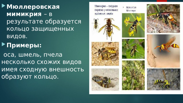 Мюллеровская мимикрия – в результате образуется кольцо защищенных видов. Примеры:  оса, шмель, пчела несколько схожих видов имея сходную внешность образуют кольцо. 