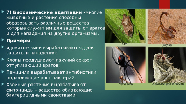 7) Биохимические адаптации - многие животные и растения способны образовывать различные вещества, которые служат им для защиты от врагов и для нападения на другие организмы. Примеры: ядовитые змеи вырабатывают яд для защиты и нападения; Клопы продуцируют пахучий секрет отпугивающий врагов; Пеницилл вырабатывает антибиотики подавляющие рост бактерий; Хвойные растения вырабатывают фитонциды – вещества обладающие бактерицидными свойствами. 