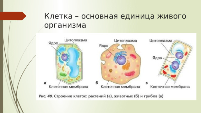 Клетка – основная единица живого организма 