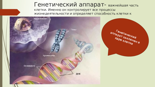 Генетический аппарат- важнейшая часть клетки. Именно он контролирует все процессы жизнедеятельности и определяет способность клетки к самовоспроизведению. Генетический аппарат заключен в ядре клетки 