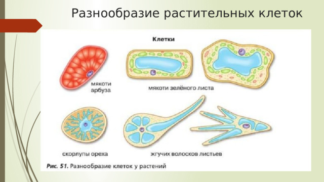 Разнообразие растительных клеток 