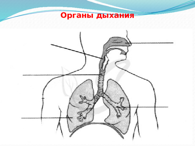 Органы дыхания 