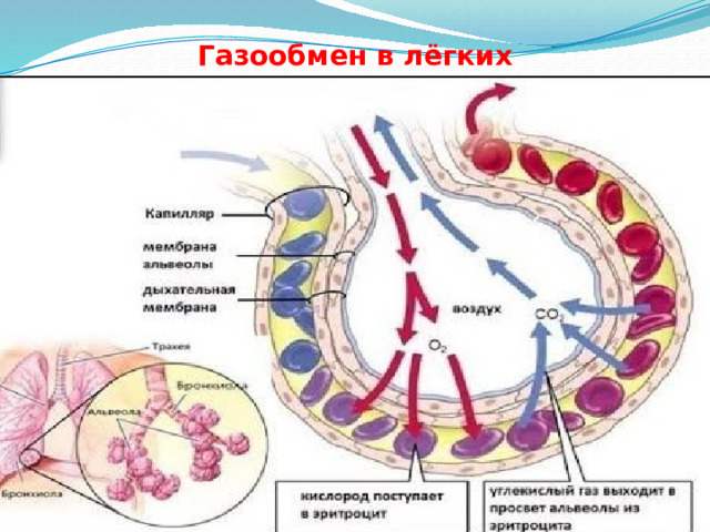 Газообмен в лёгких 