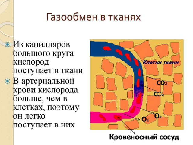 Газообмен в лёгких 