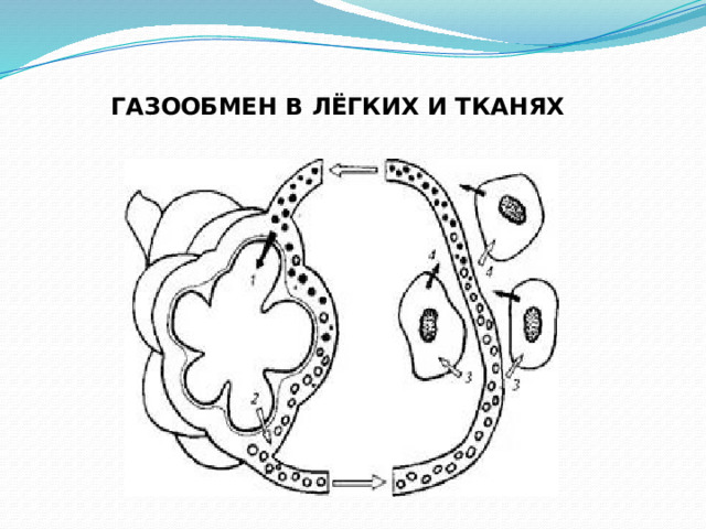                          ГАЗООБМЕН В ЛЁГКИХ И ТКАНЯХ                