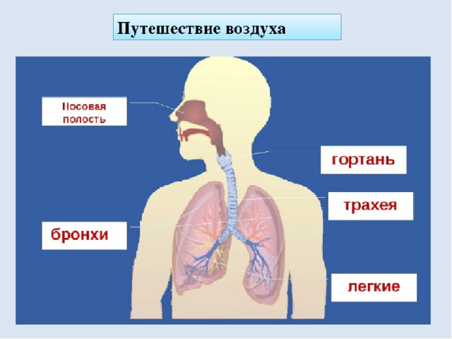 Органы дыхания 