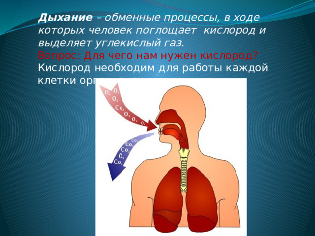 Дыхание – обменные процессы, в ходе которых человек поглощает кислород и выделяет углекислый газ . Вопрос: Для чего нам нужен кислород? Кислород необходим для работы каждой клетки организма. 