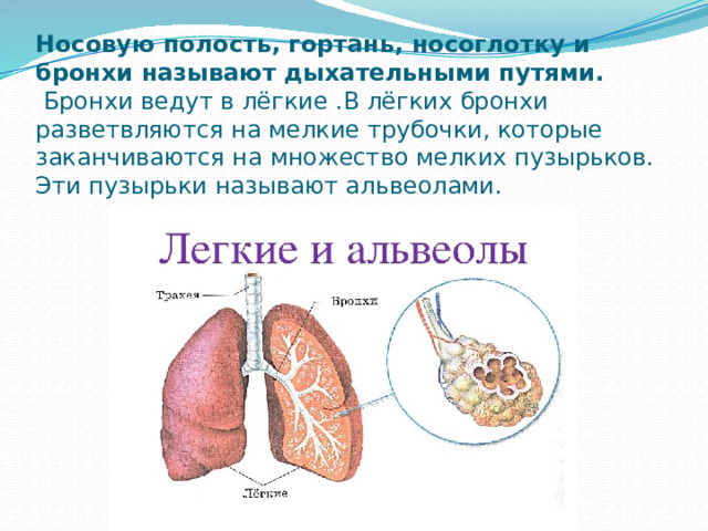Носовую полость, гортань, носоглотку и бронхи называют дыхательными путями.  Бронхи ведут в лёгкие .В лёгких бронхи разветвляются на мелкие трубочки, которые заканчиваются на множество мелких пузырьков. Эти пузырьки называют альвеолами. 