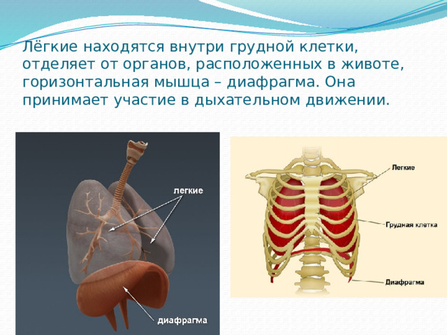 Лёгкие находятся внутри грудной клетки, отделяет от органов, расположенных в животе, горизонтальная мышца – диафрагма. Она принимает участие в дыхательном движении. 
