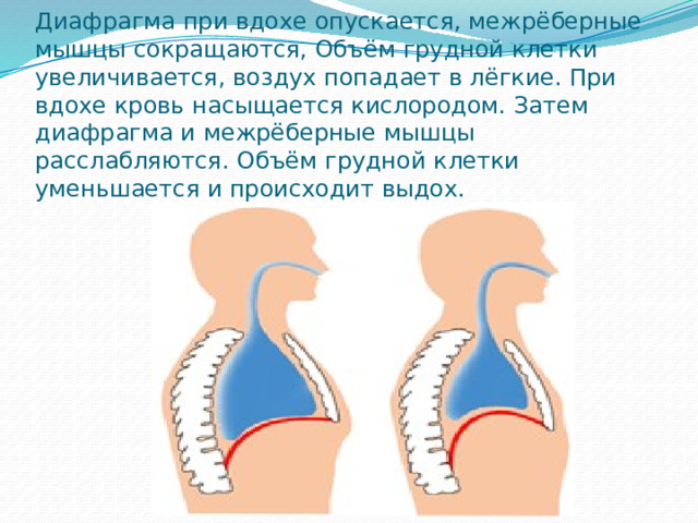 Диафрагма при вдохе опускается, межрёберные мышцы сокращаются, Объём грудной клетки увеличивается, воздух попадает в лёгкие. При вдохе кровь насыщается кислородом. Затем диафрагма и межрёберные мышцы расслабляются. Объём грудной клетки уменьшается и происходит выдох. 