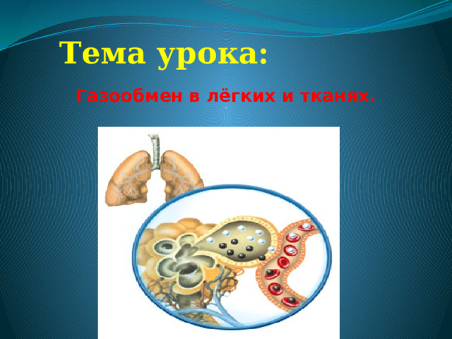 Тема урока:   Газообмен в лёгких и тканях. 