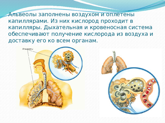 Альвеолы заполнены воздухом и оплетены капиллярами. Из них кислород проходит в капилляры. Дыхательная и кровеносная система обеспечивают получение кислорода из воздуха и доставку его ко всем органам. 