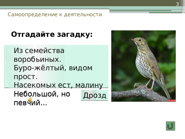  Самоопределение к деятельности Отгадайте загадку:  Из семейства воробьиных.  Буро-жёлтый, видом прост.   Насекомых ест, малину  Небольшой, но певчий… Дрозд 