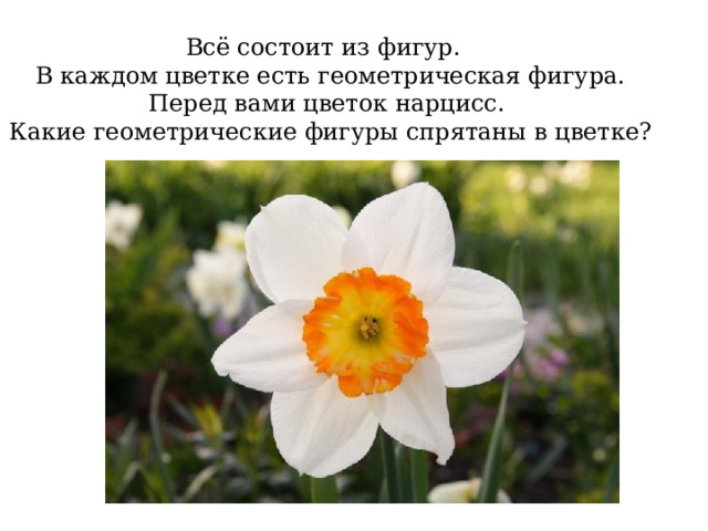Всё состоит из фигур. В каждом цветке есть геометрическая фигура. Перед вами цветок нарцисс. Какие геометрические фигуры спрятаны в цветке? 