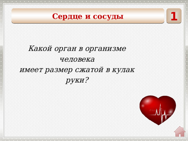 1 Сердце и сосуды  Какой орган в организме человека имеет размер сжатой в кулак руки? 