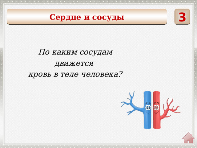 3 Сердце и сосуды  По каким сосудам движется кровь в теле человека? 