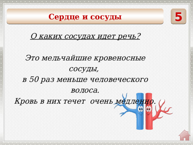 5 Сердце и сосуды О каких сосудах идет речь?  Это мельчайшие кровеносные сосуды, в 50 раз меньше человеческого волоса. Кровь в них течет очень медленно.  