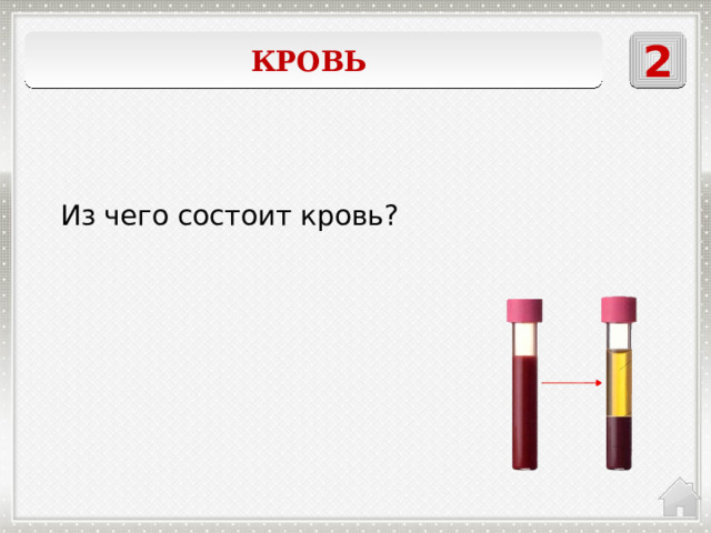 2 Кровь  Из чего состоит кровь? 