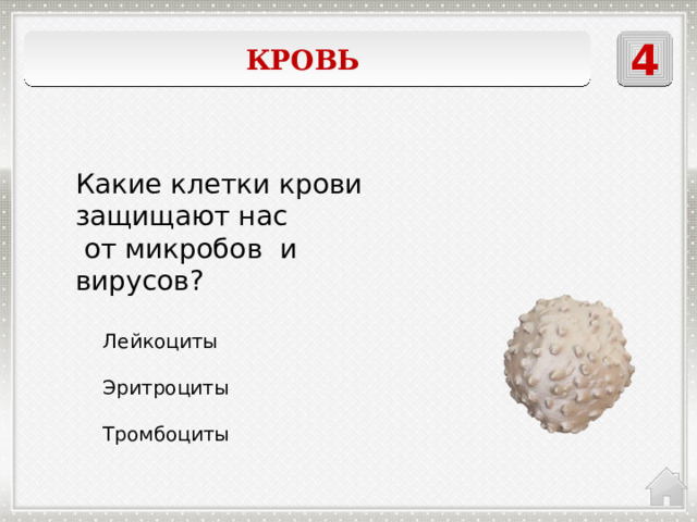 4 Кровь  Какие клетки крови защищают нас  от микробов и вирусов? Лейкоциты Эритроциты Тромбоциты 