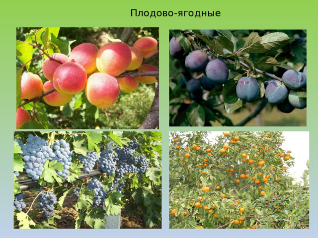  Плодово-ягодные 