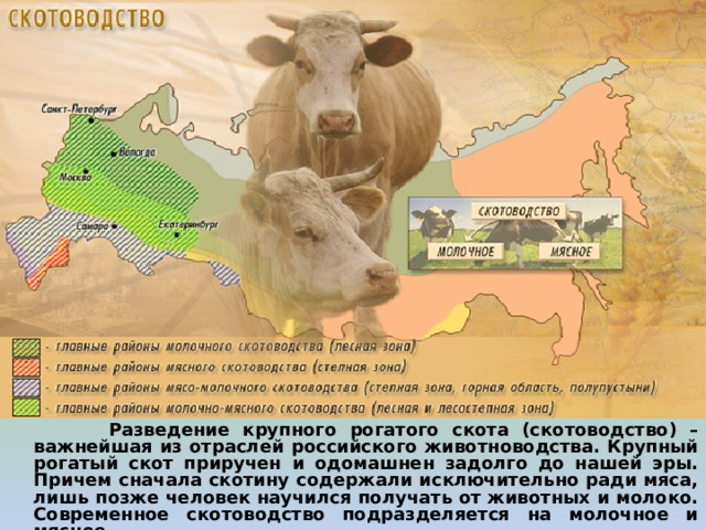  Разведение крупного рогатого скота (скотоводство) – важнейшая из отраслей российского животноводства. Крупный рогатый скот приручен и одомашнен задолго до нашей эры. Причем сначала скотину содержали исключительно ради мяса, лишь позже человек научился получать от животных и молоко. Современное скотоводство подразделяется на молочное и мясное. 