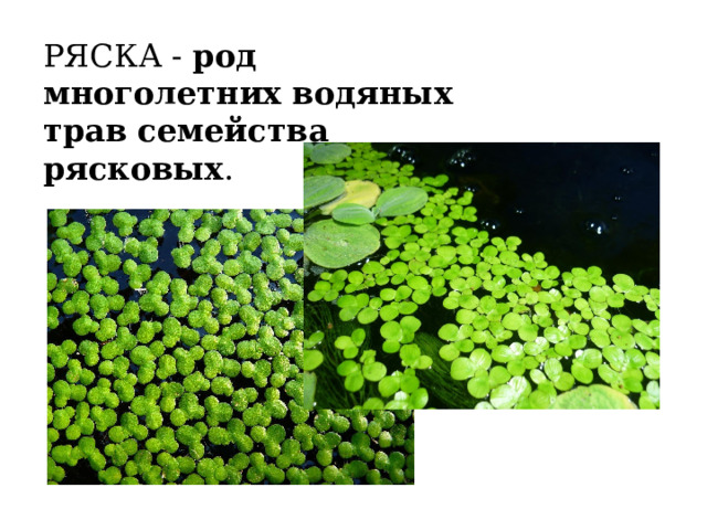РЯСКА -  род многолетних водяных трав семейства рясковых . 