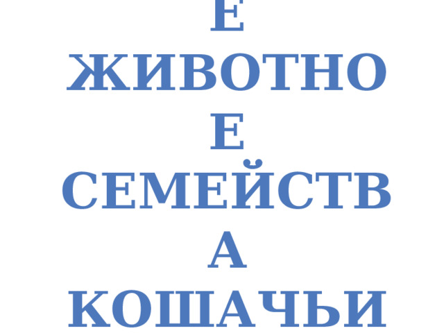 Домашнее животное семейства кошачьих. 