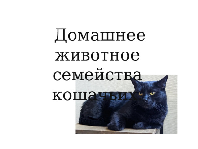 Домашнее животное семейства кошачьих. 