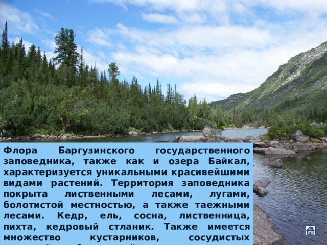 Флора Баргузинского государственного заповедника, также как и озера Байкал, характеризуется уникальными красивейшими видами растений. Территория заповедника покрыта лиственными лесами, лугами, болотистой местностью, а также таежными лесами. Кедр, ель, сосна, лиственница, пихта, кедровый стланик. Также имеется множество кустарников, сосудистых растений, грибов, лишайников, мхов. 