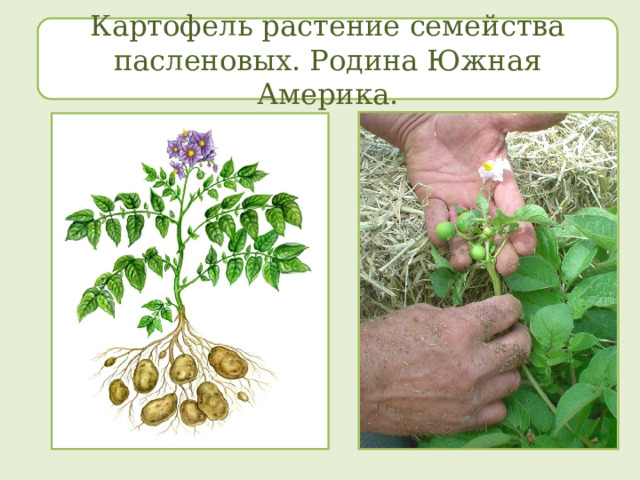 Картофель растение семейства пасленовых. Родина Южная Америка. 
