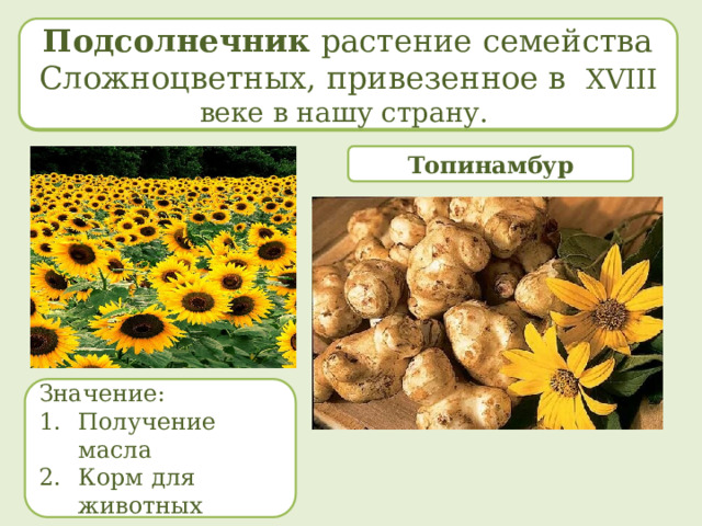 Подсолнечник растение семейства Сложноцветных, привезенное в ХVIII веке в нашу страну. Подсолнечник растение семейства Сложноцветных, привезенное в ХVIII веке в нашу страну. Топинамбур Значение: Получение масла Корм для животных 