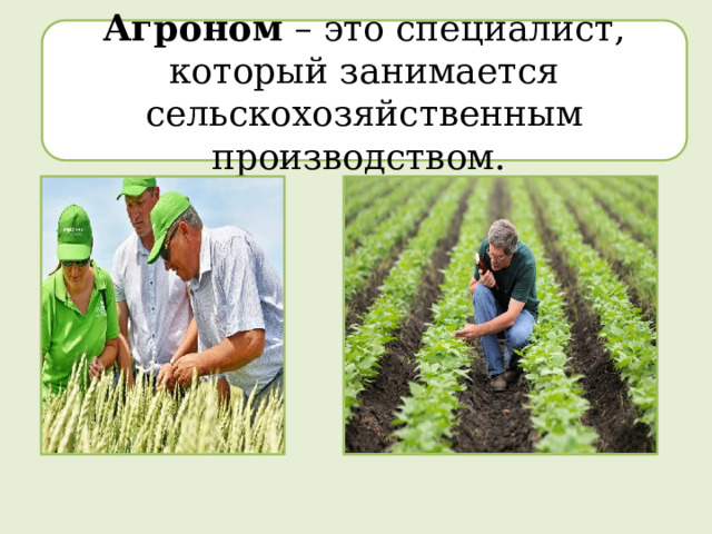 Агроном – это специалист, который занимается сельскохозяйственным производством. 