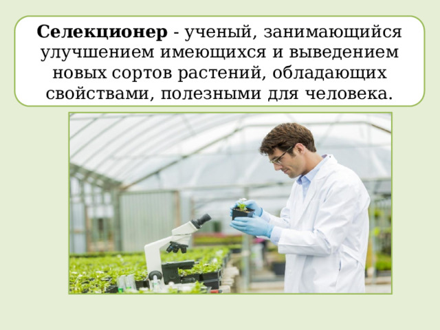 Селекционер - ученый, занимающийся улучшением имеющихся и выведением новых сортов растений, обладающих свойствами, полезными для человека. 