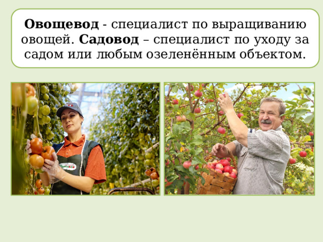 Овощевод - специалист по выращиванию овощей. Садовод – специалист по уходу за садом или любым озеленённым объектом.  