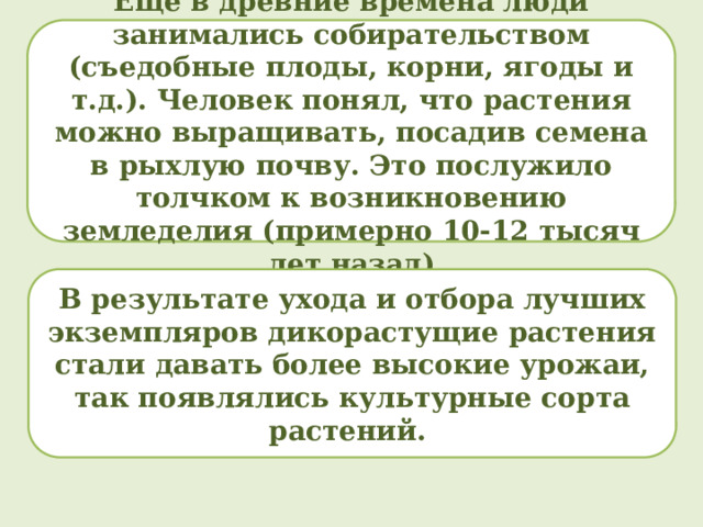 Еще в древние времена люди занимались собирательством (съедобные плоды, корни, ягоды и т.д.). Человек понял, что растения можно выращивать, посадив семена в рыхлую почву. Это послужило толчком к возникновению земледелия (примерно 10-12 тысяч лет назад)  В результате ухода и отбора лучших экземпляров дикорастущие растения стали давать более высокие урожаи, так появлялись культурные сорта растений. 